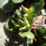 Salix herbacea Fruit