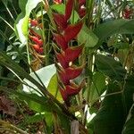 Heliconia bihaiÇiçek