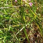 Allium carinatum Hábito