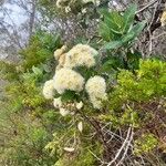 Angophora hispida Bloem