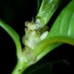 Psychotria cooperi Kvet