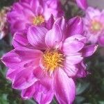 Dahlia tenuicaulis Blomst