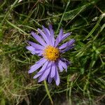 Aster alpinus Kwiat