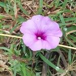 Ipomoea sagittata Cvet