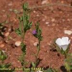 Legousia hybrida Habit