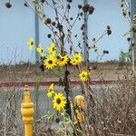 Helianthus petiolarisപുഷ്പം