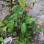 Gnetum africanum Leaf