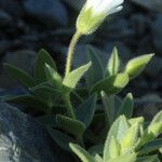 Cerastium latifolium Kvet