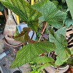 Begonia aconitifolia Blad