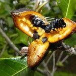 Pittosporum cherrieri Fruit