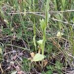 Crepis pulchra Leaf