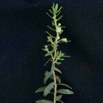 Baccharis dracunculifolia Floare