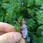 Vicia sepiumFlower