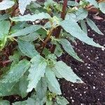 Begonia cubensis Feuille