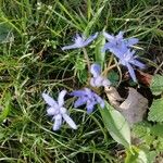 Scilla bifolia花