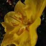 Fremontodendron mexicanum Květ