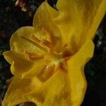 Fremontodendron mexicanum Kwiat