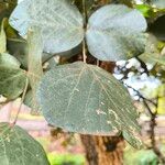 Erythrina abyssinica Leaf
