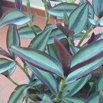 Tradescantia zebrinaLeaf