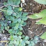 Antennaria plantaginifolia Blatt