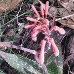 Aloe maculataFlower