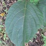 Clerodendrum speciosissimumFolla