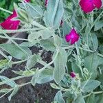 Lychnis coronaria Blatt