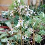 Saxifraga stolonifera 整株植物