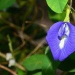 Clitoria ternatea ᱵᱟᱦᱟ