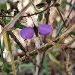Polygala sphenoptera 花