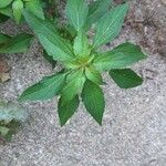 Acalypha virginicaFeuille