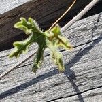 Trochomeria macrocarpa Blatt