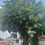 Artocarpus altilisBlad