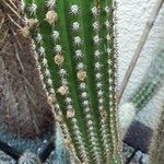 Cleistocactus spp. Staniste