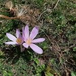 Colchicum autumnaleFlor