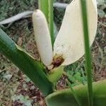 Philodendron rothschuhianum Flower