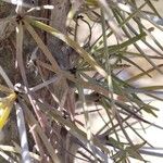 Didierea madagascariensis Leaf
