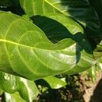 Morinda citrifolia Листок