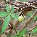 Merremia quinquefolia Цвят