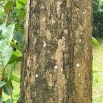 Syzygium grande 树皮