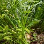 Carex lurida Blatt