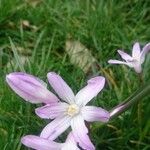 Colchicum cupanii Квітка