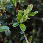 Cotoneaster microphyllus 叶