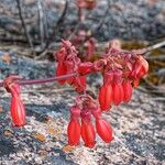 Kalanchoe miniata Blüte