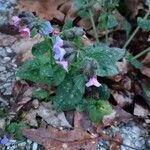 Pulmonaria officinalis Flower