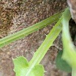 Lactuca muralis Bark