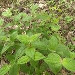 Miconia crenata Folla