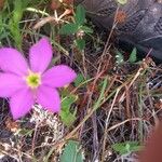 Sabatia campestris Flower