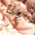 Eragrostis paniciformis Blomma