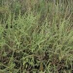 Artemisia herba-alba ശീലം